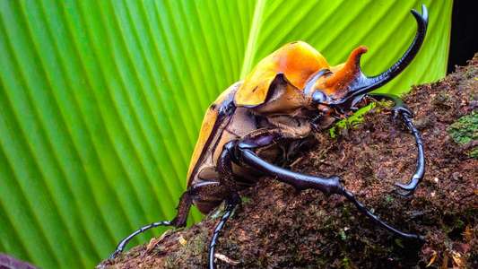 A Real Bug's Life - Backdrops