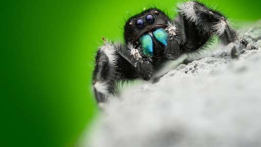 A Real Bug's Life - Backdrops