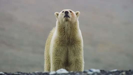 Frozen Planet II - Backdrops