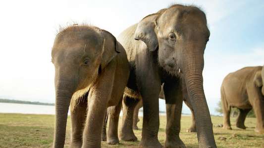 Secrets of The Elephants - Backdrops