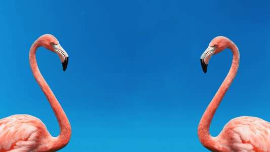 The Mating Game - Backdrops