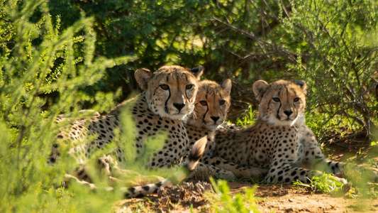 Cheetah Family And Me - Backdrop