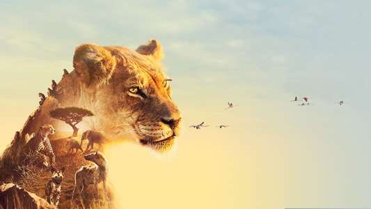 Serengeti - Backdrops