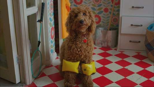 Waffle the Wonder Dog - Backdrops