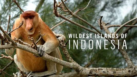 Wildest Islands of Indonesia - Backdrop