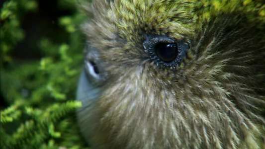 New Zealand: Earth's Mythical Islands - Backdrops