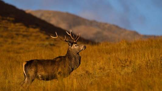 Highlands: Scotland's Wild Heart - Backdrop