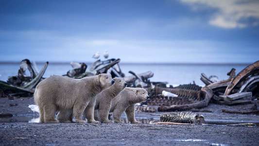 Alaska: Earth's Frozen Kingdom - Backdrop