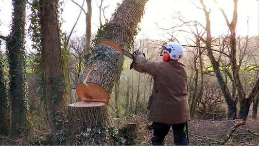Tales From The Wild Wood - Backdrop