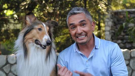 Dog Whisperer - Backdrop