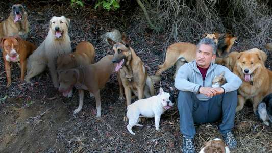 Dog Whisperer - Backdrop
