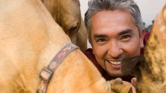 Dog Whisperer - Backdrop