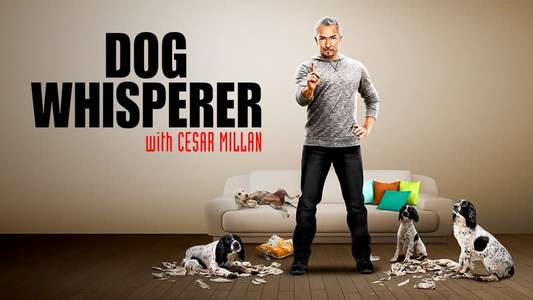 Dog Whisperer - Backdrop