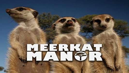 Meerkat Manor - Backdrop