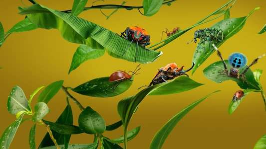 A Real Bug's Life - Backdrops