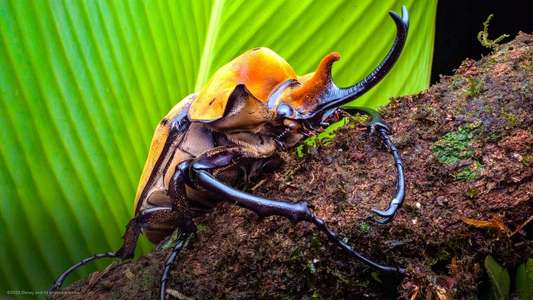 A Real Bug's Life - Backdrops