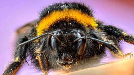 A Real Bug's Life - Backdrops