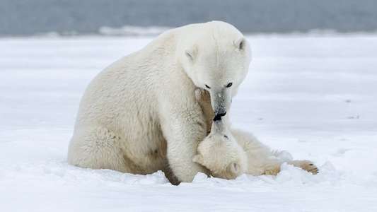 Polar Bear Week with Nigel Marven - Backdrop