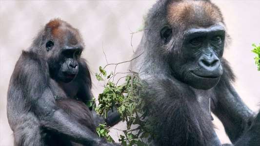 Baby Gorilla Cam - Backdrop