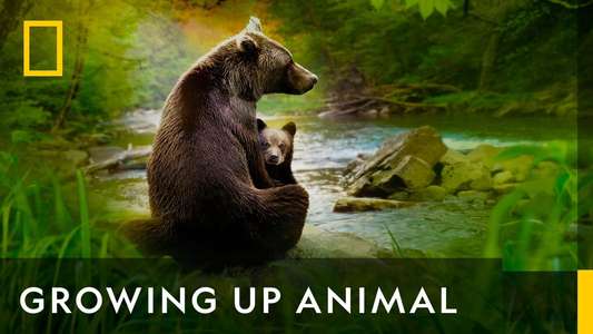 Growing Up Animal - Backdrops