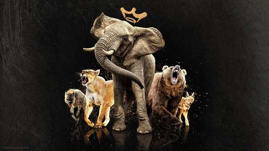 Queens - Backdrops