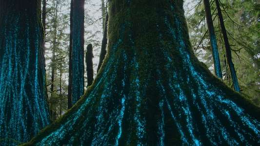 Our Living World - Backdrops