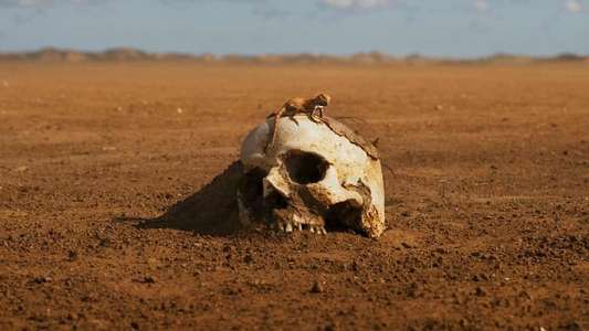 Furiosa: A Mad Max Saga - Backdrops