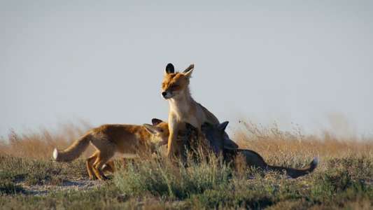 Our Living World - Backdrops