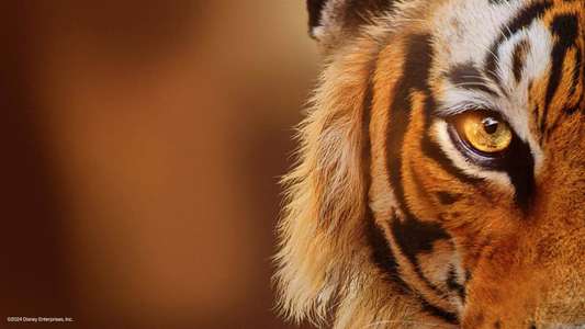 Tigers on the Rise - Backdrops