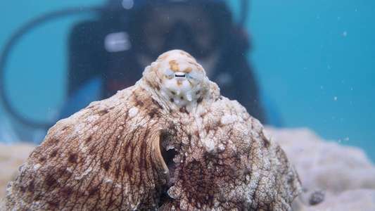 Secrets of the Octopus - Backdrops