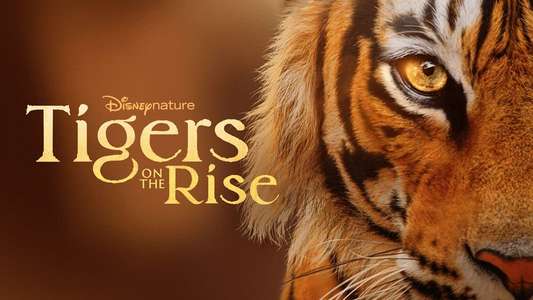 Tigers on the Rise - Backdrops