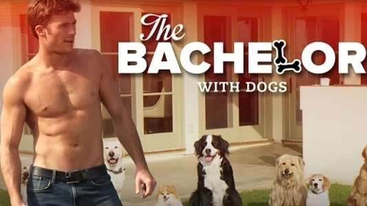 The Bachelor with Dogs and Scott Eastwood - Backdrop