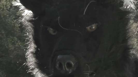 Dogman 2: The Wrath of the Litter - Backdrop