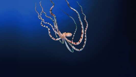 Secrets of the Octopus - Backdrops
