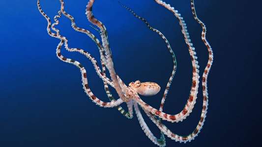 Secrets of the Octopus - Backdrops