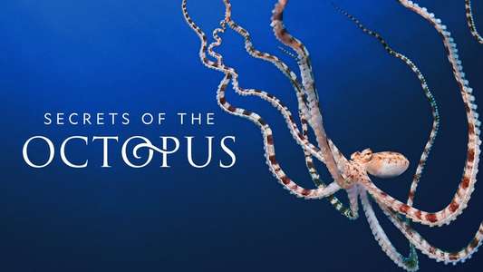 Secrets of the Octopus - Backdrops