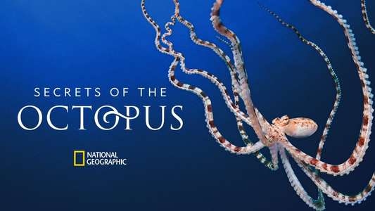 Secrets of the Octopus - Backdrops