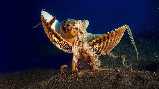 Secrets of the Octopus - Backdrops