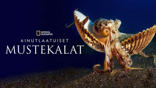 Secrets of the Octopus - Backdrops