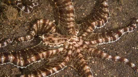 Secrets of the Octopus - Backdrops