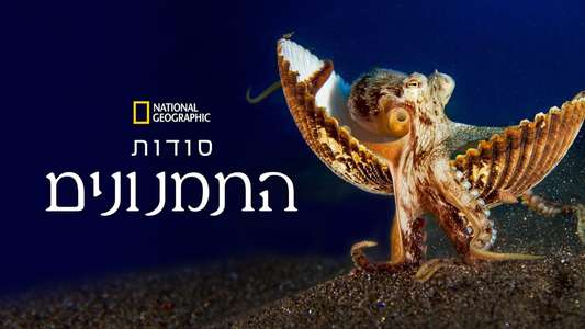 Secrets of the Octopus - Backdrops