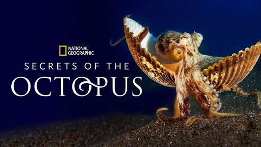 Secrets of the Octopus - Backdrops