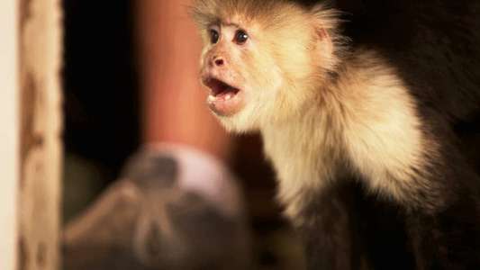 Flying Monkeys - Backdrop