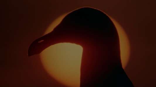 Jonathan Livingston Seagull - Backdrop