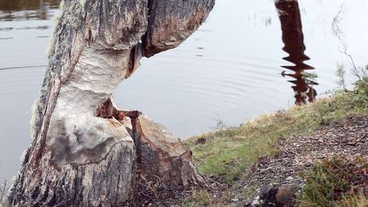 Beavers: Invasion of the End of the World - Backdrop