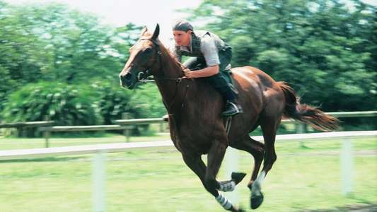 Phar Lap - Backdrop