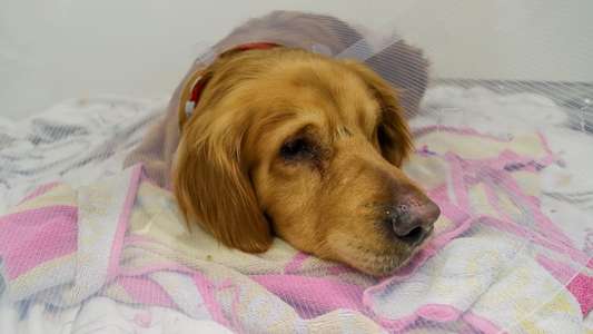 The Supervet - Backdrops
