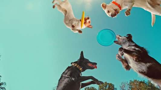 Inside the Mind of a Dog - Backdrops