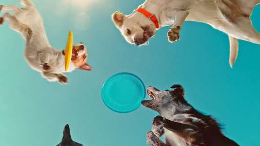 Inside the Mind of a Dog - Backdrops