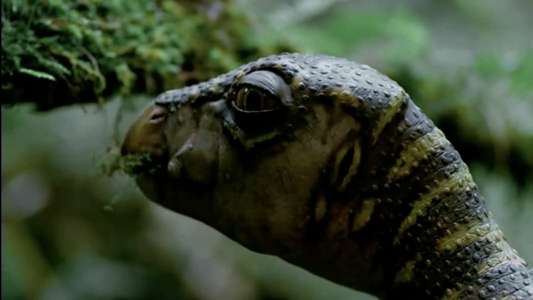 Walking with Dinosaurs - Backdrops